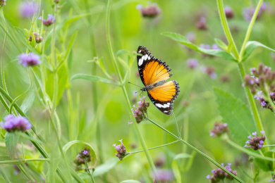  一只虎斑蝶穿梭于花丛吸食花蜜并帮助授粉