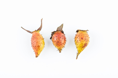 白背景上的新鲜中草药金樱子特写