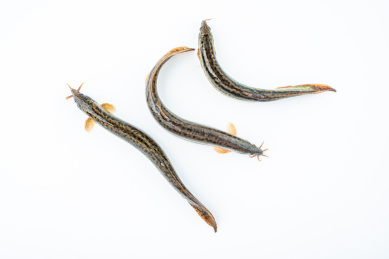 白背景上鲜活的泥鳅