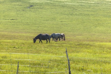 草原觅食的一群马