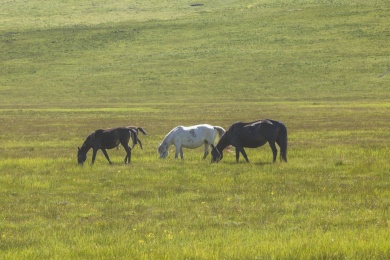 草原觅食的一群马