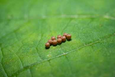 叶子上的虫卵