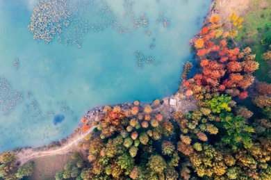 航拍秋季南京明孝陵燕雀湖边五彩的杉树