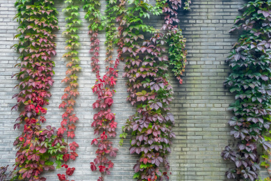爬墙虎植物墙背景