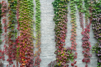 爬墙虎植物墙背景
