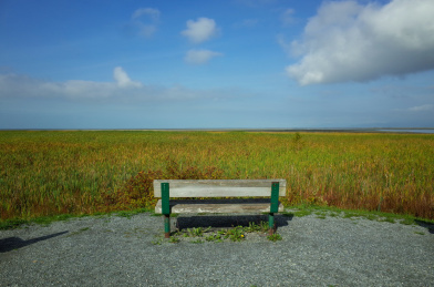 蓝天下河边植物边的椅子特写