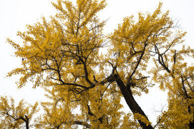 上海七宝古镇古老的银杏树