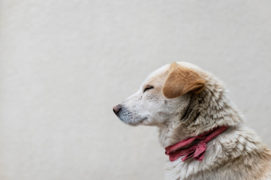 浅色背景下一条眯着眼睛的狗