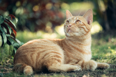 中国广东汕头中山公园拍摄的流浪猫