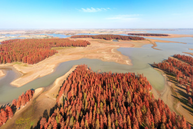 中国安徽省滁州市半塔镇池杉林航拍