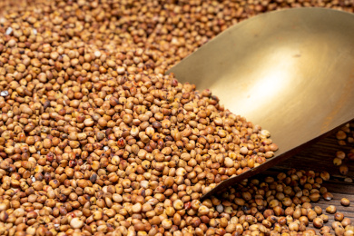 农作物高粱 蜀黍 桃黍