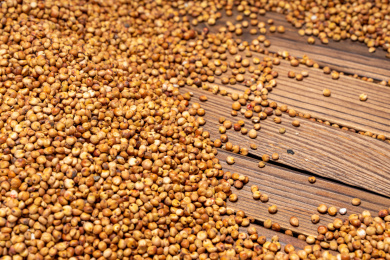 农作物高粱 蜀黍 桃黍