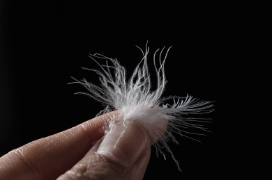 手捧一朵白鸭绒羽绒原料