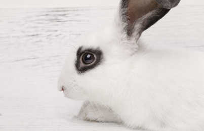 可爱的小兔子眼睛特写,雪白的兔子