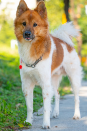 户外活动的中华田园犬