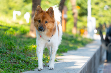 户外活动的中华田园犬