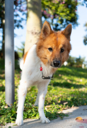 户外活动的中华田园犬