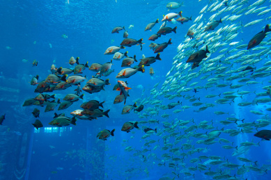 亚特兰蒂斯酒店水族馆