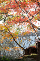 上海市嘉定区秋霞圃红枫美景