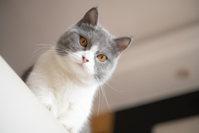 低角度英国短毛猫
