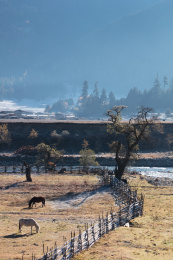 中国西藏林芝鲁朗镇扎西岗村秋天的清晨