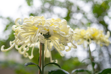 低角度菊花特写