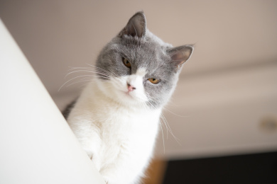 低角度英国短毛猫