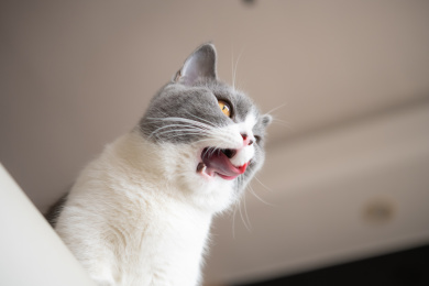 低角度英国短毛猫