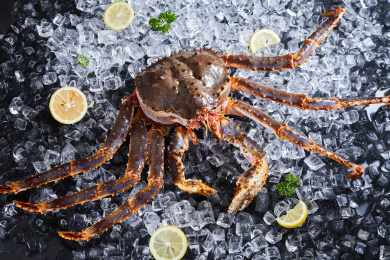 黑色背景冰块上放着帝王蟹