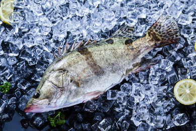 黑色背景冰块上放着鳜鱼