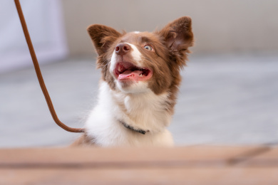 仰头的边牧特写