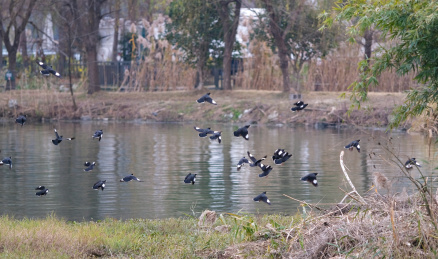 湿地一群八哥鸟