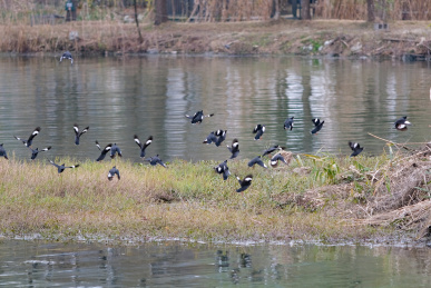 湿地一群八哥鸟