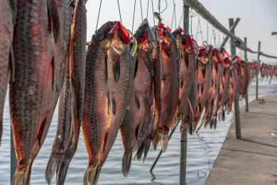 竹架上的绍兴产青鱼干