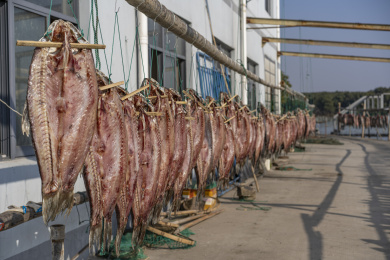 竹架上的绍兴产青鱼干