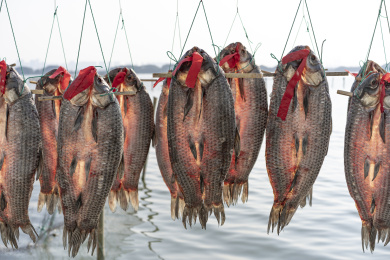 竹架上的绍兴产青鱼干