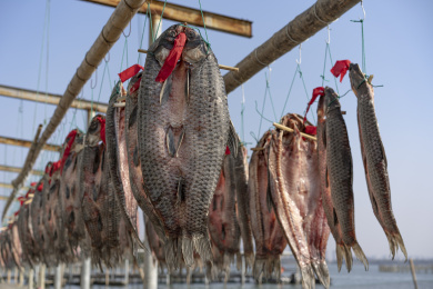 竹架上的绍兴产青鱼干