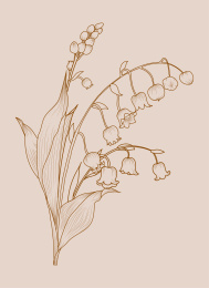 铃兰花线描