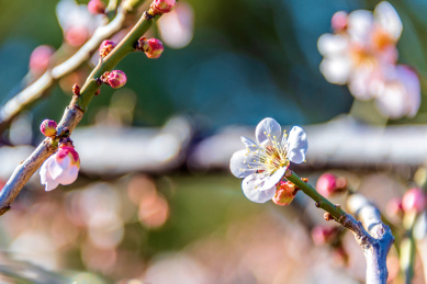 开放的蔷薇科杏属植物梅花