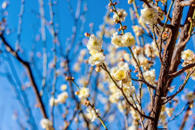 开放的蔷薇科杏属植物梅花