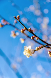开放的蔷薇科杏属植物梅花