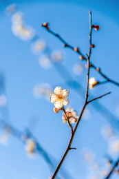 开放的蔷薇科杏属植物梅花