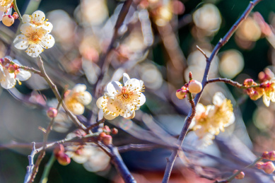 开放的蔷薇科杏属植物梅花
