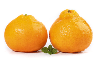 白底上的春见耙耙柑