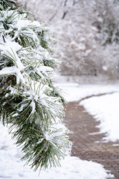 哈尔滨冻雨过后冰雪包裹的树枝