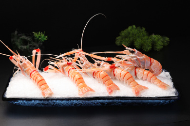 新西兰深海鳌虾