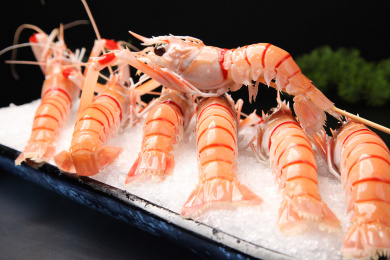 新西兰深海鳌虾