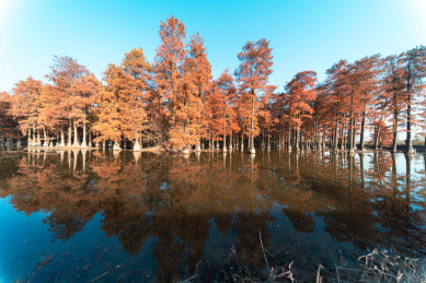 武汉涨渡湖湿地自然保护区水上森林