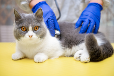 兽医拿听诊器检查猫猫