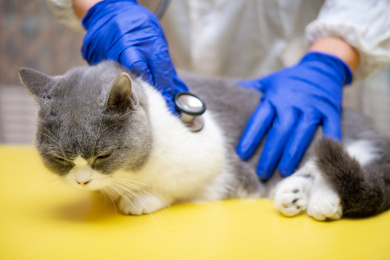 兽医拿听诊器检查猫猫
